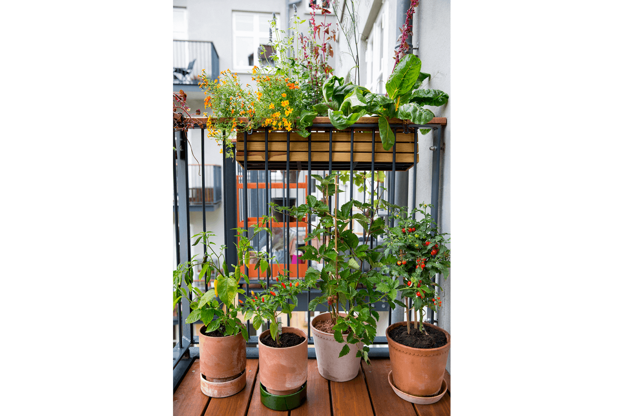 Maja Teak Balkonblumenkasten 40 / 60 / 80 cm