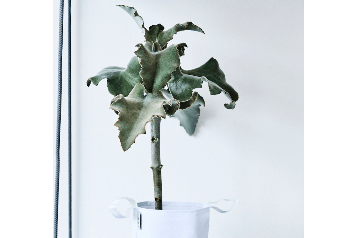 Hängender Blumentopf für Wand und Decke