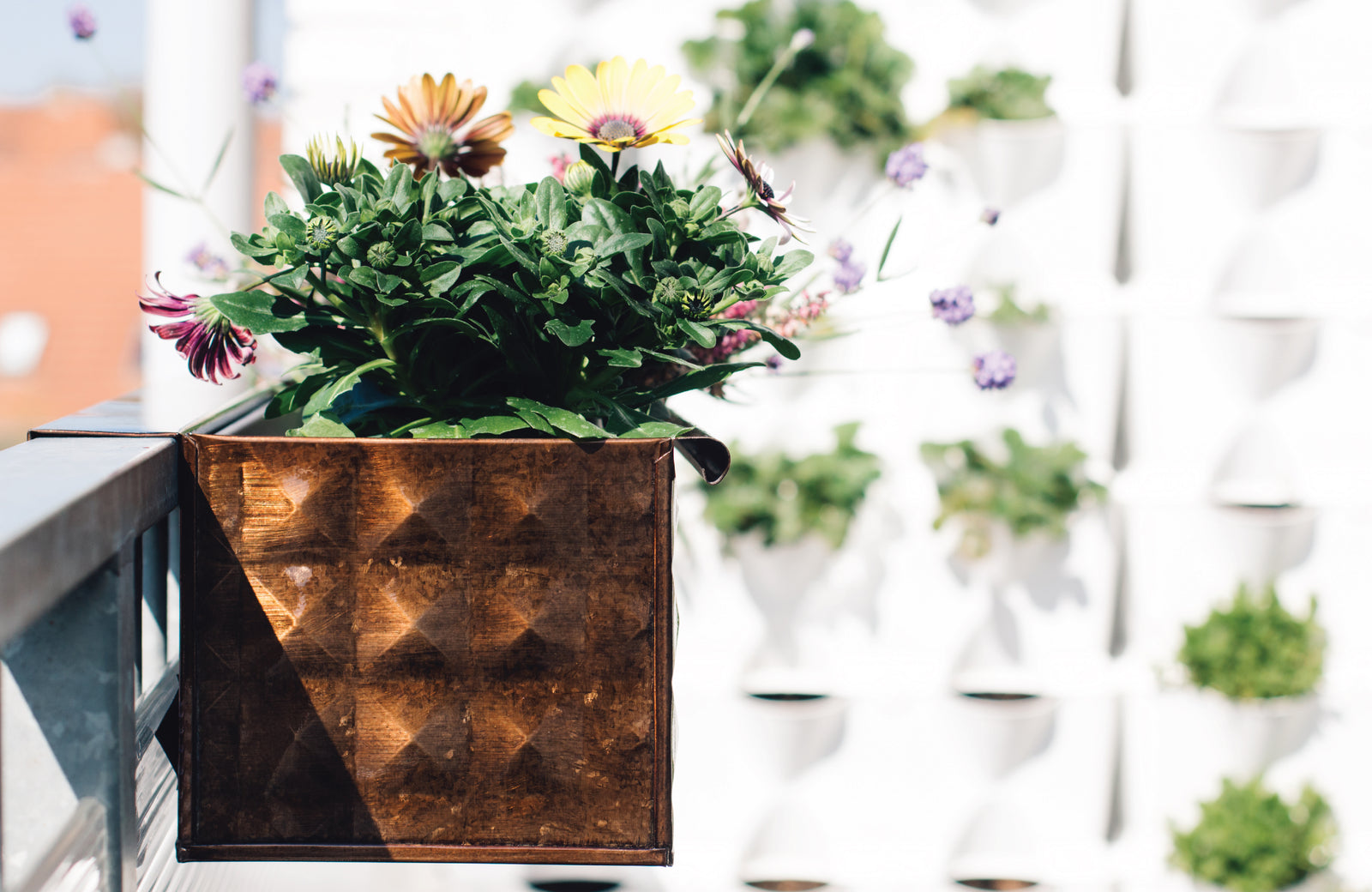 Das Balkonkasten-Experiment