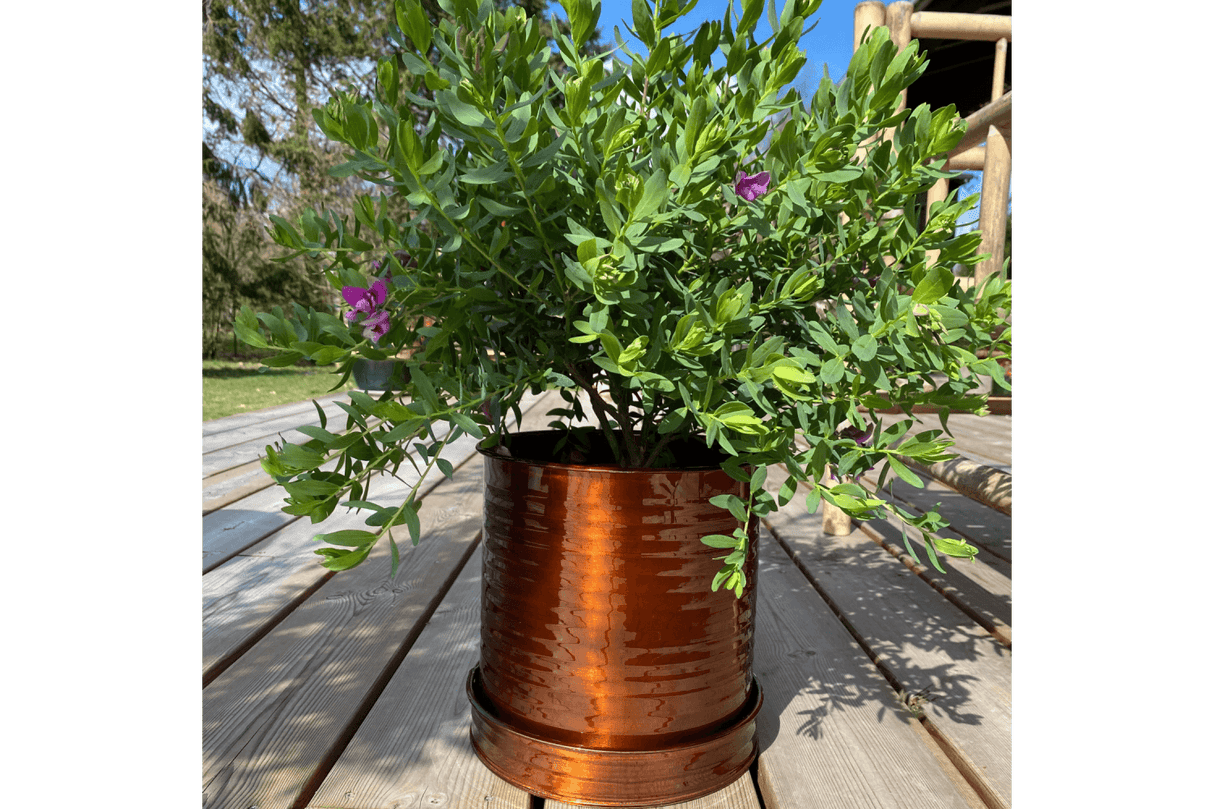 Rita Rillo Blumentopf Ø17 cm