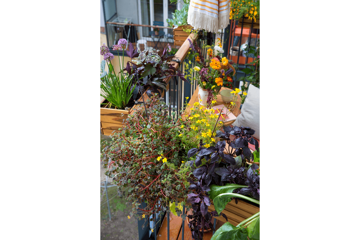 Maja Teak Balkonblumenkasten 40 / 60 / 80 cm